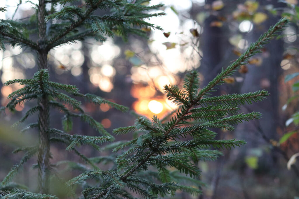 Strømmen i bilder - en rundtur oktober 2021. Bråteskogen, trær. Foto: Vårt Strømmen, vartstrommen.no.